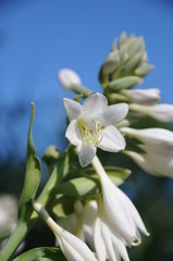 White flower details