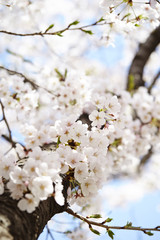 cherry blossoms 
