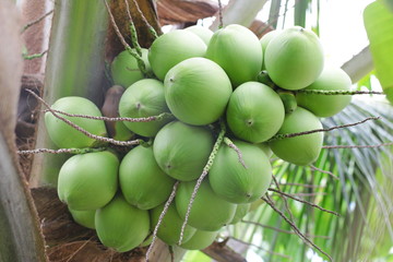 Green coconut fruit on tree