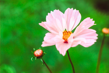 Fototapeta premium Flower Magnolia flowering against