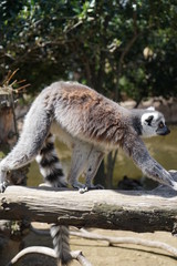 ワオキツネザル