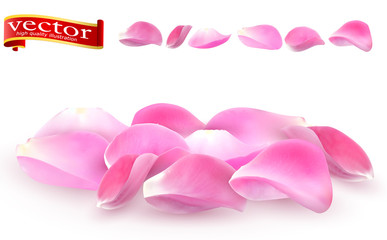 Collection of pink rose petals close-up on white background. Pink rose petals vector high detail