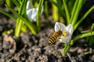 Fleißige Biene fliegt zu einer Blüte um Honig zu sammeln