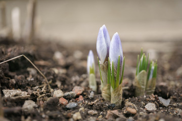 Purple crocus flower buds in the garden