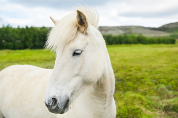 Obraz na płótnie Canvas Beautiful white horse on the green field in Iceland.