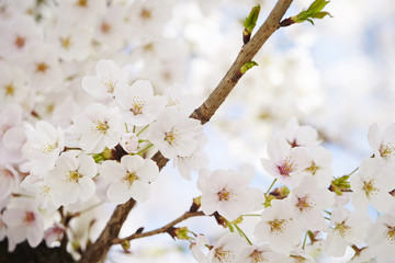 cherry blossoms 