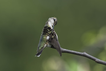 Every Feather Must Be In Place