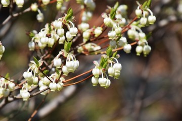 Bell shaped white flowers of 