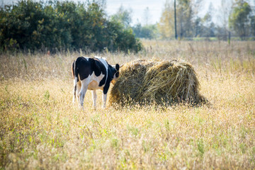 Beautiful cow eating hay