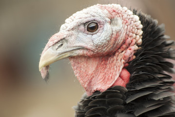 Portrait of a turkey close-up. © Helga