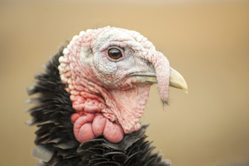 Portrait of a turkey close-up.