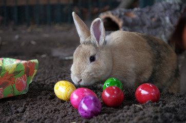 Zu Ostern sitzt das Kaninchen bei den bunten Ostereiern