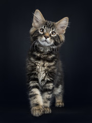 Fototapeta na wymiar Handsome black tabby Maine Coon cat / kitten standing / walking towards camera isolated on black background