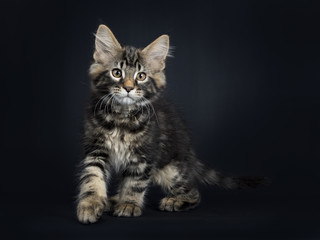 Fototapeta na wymiar Handsome black tabby Maine Coon cat / kitten standing side ways/ turning towards camera isolated on black background