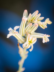 Cactus Flowers Blooming