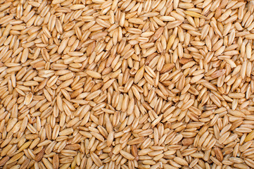 Natural Wheat Grains background, closeup