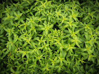 Allamanda Leaves in The Field