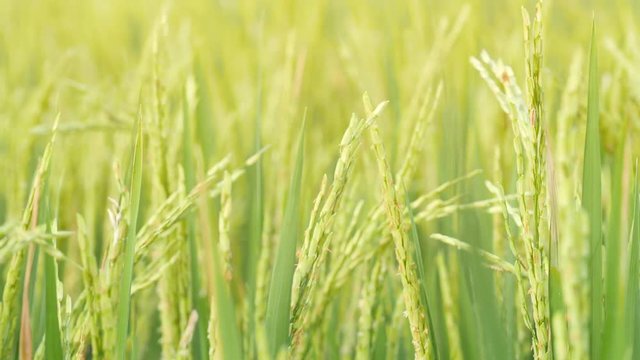 Green Ears of Organic Rice Swinging on Wind at Paddy Field. 4K, Slowmotion Natural Farming Background Concept. Bali, Indonesia.