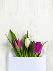 Beautiful tulips in mail envelope. Copy space. White wooden background. Mother's Day, Happy Women's Day