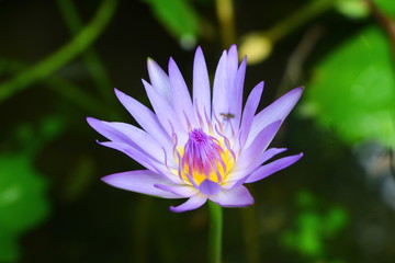 lotus in pond purple color with green leaf 