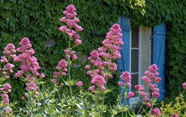 Fleurs color&eacute;es, France