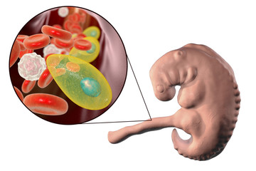 Transplacental transmission of Toxoplasma gondii parasites to human embryo, medical concept, 3D illustration