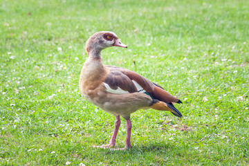 Obraz premium The Egyptian goose (Alopochen aegyptiaca), member of the duck, goose, and swan family Anatidae.