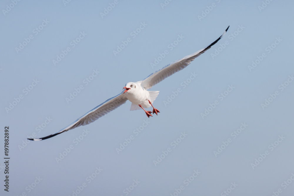 Canvas Prints seagulls flying among blue sky.