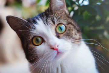 Cat looks at the camera