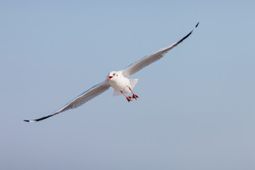 Seagulls flying among blue sky.