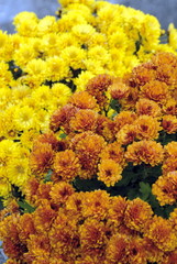  chysanthèmes orange et jaune posées sur une pierre tombale