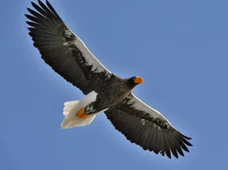 Crédence de cuisine en plexiglas Aigle Soaring Steller's sea eagle. Blue sky background. Adult Steller's sea eagle (Scientific name: Haliaeetus pelagicus).