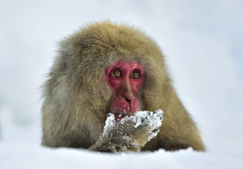 Snow monkey on the snow. Winter season.  The Japanese macaque ( Scientific name: Macaca fuscata), also known as the snow monkey.
