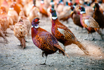 Pheasant birds on the ground