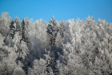 Winter forest nature