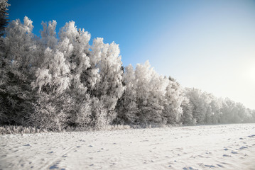 Winter forest nature