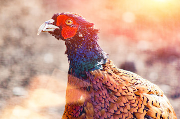 Pheasant bird on the ground