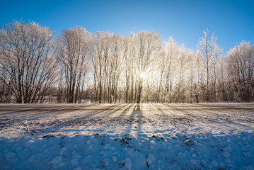 Winter forest nature
