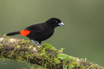 Scarlet-rumped Tanager - Ramphocelus passerinii, beatiful black and red tanager from Costa Rica forest.