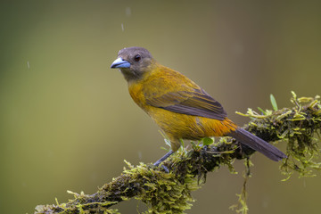 Scarlet-rumped Tanager - Ramphocelus passerinii, beatiful black and red tanager from Costa Rica forest.