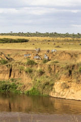 Fototapeta na wymiar Zebras on the steep bank. Mara river shores, Kenya