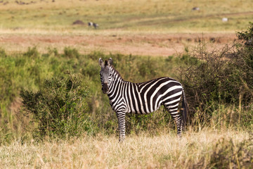 Fototapeta na wymiar A zebra on a hill in the savannah. Masai Mara, Kenya