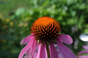 Detail of Echinacea coneflowers in summer