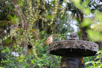 Colorful birdlife of Costa Rica