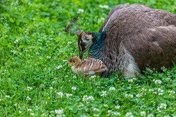 Small and big peacocks