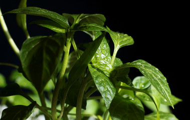 young sprouts of sweet pepper in drops of water
