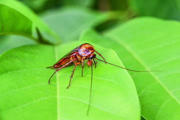 cockroach insect on green leaf