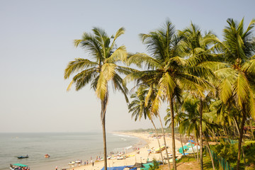 Fototapeta na wymiar Summer landscape in Goa
