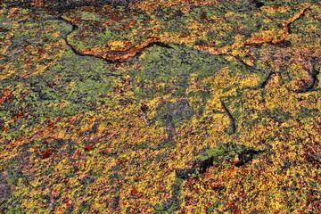 The multi-colored algae cover the Matopos National Park, Zimbabwe