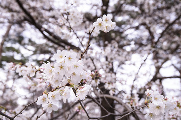 Beautiful Sakura Cherry Blossoms in Tokyo, Japan
